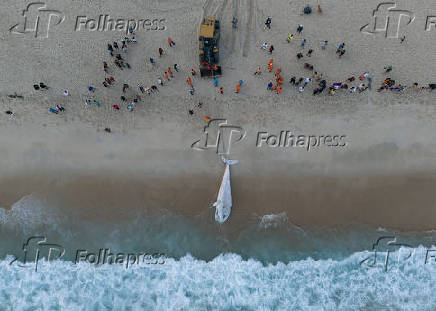 Filhote de baleia Jubarte morto, encalha na praia de São Conrado, no Rio de Janeiro