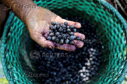 Amazon acai berries are offered for sale at a market, in Belem