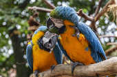 Araras-canindé no Parque das Aves, em Foz do Iguaçu (PR)