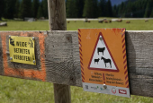 Cattle graze behind warning signs on an alpine pasture near Ehrwald