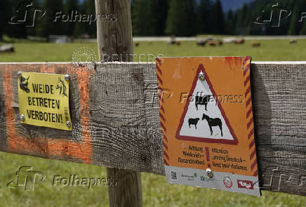 Cattle graze behind warning signs on an alpine pasture near Ehrwald