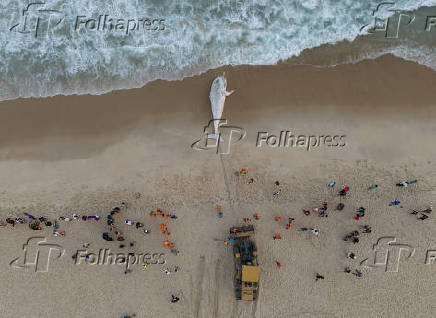 Filhote de baleia Jubarte morto, encalha na praia de São Conrado, no Rio de Janeiro