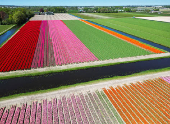 A drone view shows flower fields in Lisse