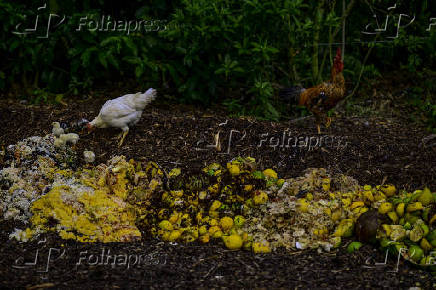 Galinhas se alimentam de restos em leira de compostagem em SJC