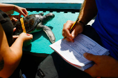 Marine scientist Rosa Latorre and marine biologist Alejandro Usategui of the NGO ADS Biodiversity measure a green sea turtle named Solstice at the Wildlife Recovery Center in Taliarte, on the island of Gran Canaria