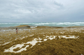 Sargassum seaweed season in Cancun