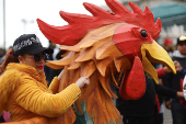 “El gallo nace para pelear”, exclaman miles de mexicanos en defensa de esta tradición