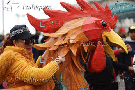 “El gallo nace para pelear”, exclaman miles de mexicanos en defensa de esta tradición