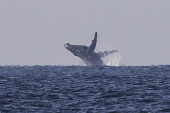 Avistamiento de ballenas en Río de Janeiro