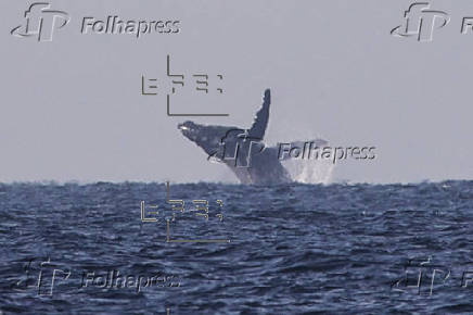Avistamiento de ballenas en Río de Janeiro