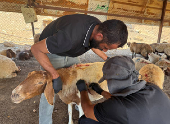 Palestinians accuse settlers of slaughtering their sheep
