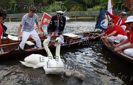 Annual swan upping ceremony along the River Thames