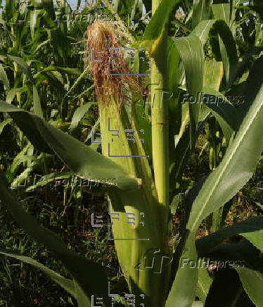 Productores de maíz del sureste de México enfrentan crisis debido a altas temperaturas