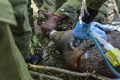 Translocation of endangered black rhinos to Segera Conservancy in Kenya