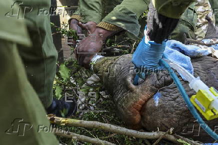 Translocation of endangered black rhinos to Segera Conservancy in Kenya