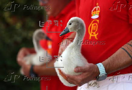 Annual swan upping ceremony along the River Thames