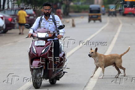 Supreme Court orders to move all stray dogs from Delhi-NCR to animal shelters