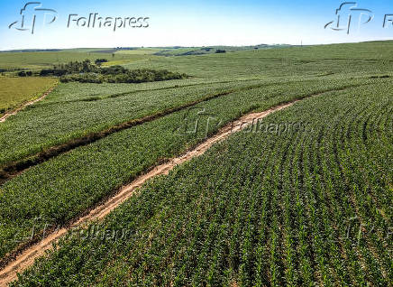 Vista aérea feita com drone de uma plantação de milho no município de Garça (SP)