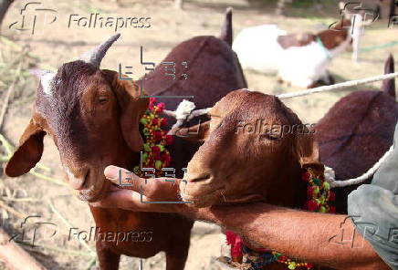 Livestock market in Karachi ahead of Eid al-Adha
