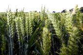 Cereal field in Belgium