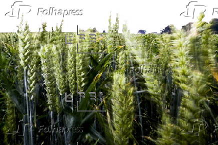 Cereal field in Belgium