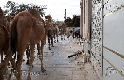 Climate change impacts herders in Yemen