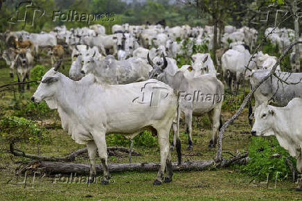 Gado de corte é manejado em pasto em São José dos Campos