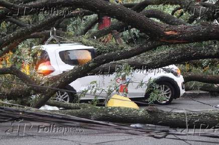 Queda de árvore mata taxista no centro de São Paulo