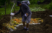 Galinhas se alimentam de restos em leira de compostagem em SJC