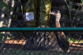 Zoológico de Brasilia cierra por precaución de Gripe aviar