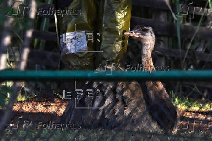 Zoológico de Brasilia cierra por precaución de Gripe aviar