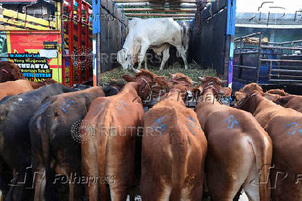 Cows for sale stand at a cattle market, ahead of the Muslim festival of sacrifice, Eid al-Adha, in Bogor