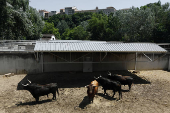 Ganaderias en los Corrales del Gas