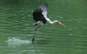 Monsoon rain in Delhi Zoo