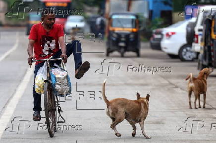 Supreme Court orders to move all stray dogs from Delhi-NCR to animal shelters