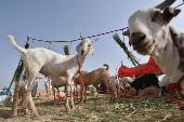 Sacrificial animals market in Karachi