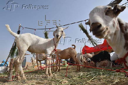 Sacrificial animals market in Karachi