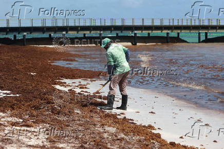 Sargassum seaweed blankets beaches in the Dominican Republic