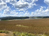 Lavoura de soja em fase de colheita no interior paulista