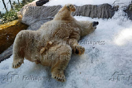 Prague zoo keeps animals cool with ice cubes