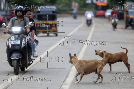 Supreme Court orders to move all stray dogs from Delhi-NCR to animal shelters