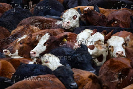 Where's the beef? Argentine steak exports slide as strong peso inflates costs