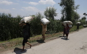 Rice planting season in Srinagar