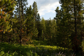 The Trump administration has proposed cutting the National Park Service budget by more than a third