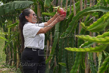 Productores del sur de México apuestan por cultivo de la pitahaya para arraigar a juventud