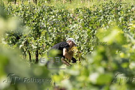 First harvest of grapes in renowned wine-growing region in Italy