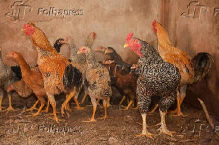 Suspensão de compra de frango pela China
