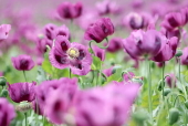 Blooming poppy field in Hungary