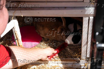 Rabbits enjoy a fruit ice pop at Stepney City Farm, where staff work to keep animals cool during a heatwave in London