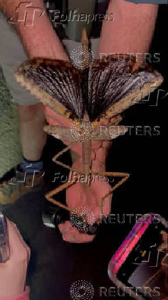 Handout image of a new stick insect species discovered in Queensland